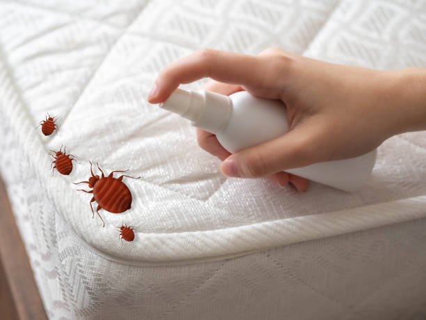 Best Bed Bug Extermination  in Boyce, LA